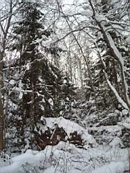 ruza_181.JPG