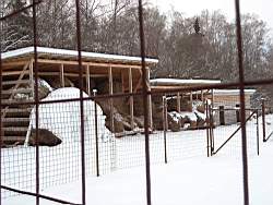 ruza_187.JPG