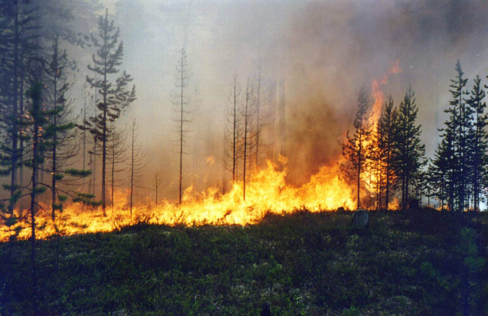 Лесные пожары 2 класс. Лесные пожары. Пожар на природе. Лес в огне. Лесные и торфяные пожары.